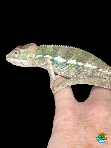 Bright-eyed panther chameleon available at FramsChams