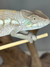 Load image into Gallery viewer, Cute face of an ambanja panther chameleon female with pretty aqua cheek scales
