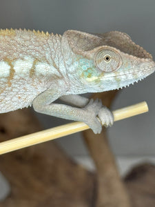 Cute face of an ambanja panther chameleon female with pretty aqua cheek scales