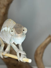 Load image into Gallery viewer, Female ambanja panther chameleon looking to the side

