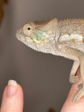 Load image into Gallery viewer, Closeup of a female ambanja panther chameleon 
