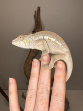 Load image into Gallery viewer, Side view of an ambanja chameleon standing on fingers
