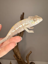 Load image into Gallery viewer, Female ambanja panther chameleon looking at a person&#39;s hand.
