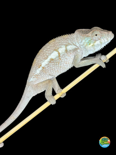 Female Ambanja anther Chameleon for sale at FramsChams