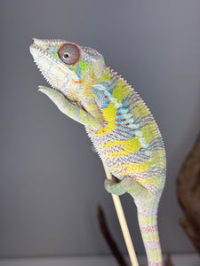 Juvenile male Ambilobe Panther Chameleon (Aslan x Flash) with bright yellow highlights
