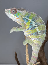 Load image into Gallery viewer, Exact Ambilobe Panther Chameleon available – juvenile male E23 with strong genetics

