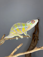 Load image into Gallery viewer, Bright yellow and blue Ambilobe Panther Chameleon from Aslan x Flash pairing

