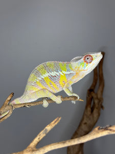 Bright yellow and blue Ambilobe Panther Chameleon from Aslan x Flash pairing