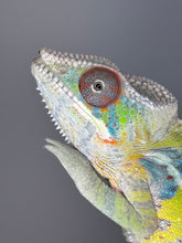 Load image into Gallery viewer, Healthy juvenile male Ambilobe Panther Chameleon for sale with calm temperament

