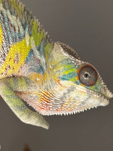 Load image into Gallery viewer, Close-up of Ambilobe Panther Chameleon’s head with yellow tones visible
