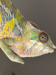 Close-up of Ambilobe Panther Chameleon’s head with yellow tones visible
