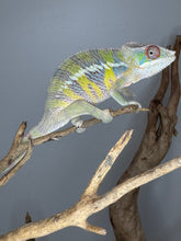 Load image into Gallery viewer, Yellow-dominant Ambilobe Panther Chameleon juvenile male for sale
