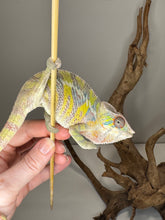 Load image into Gallery viewer, Yellow chameleon on a stick
