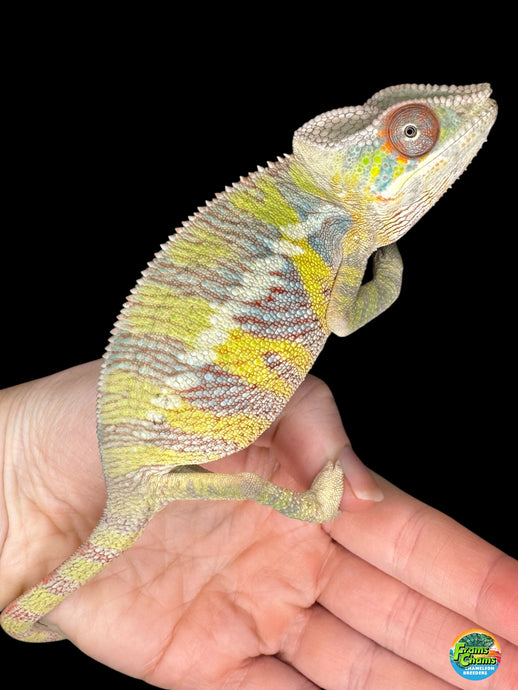 Juvenile male Ambilobe Panther Chameleon with striking yellow pattern, Aslan x Flash bloodline