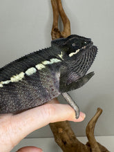 Load image into Gallery viewer, Fiesty dark panther chameleon sitting on a hand. 
