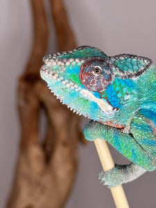 AMBILOBE Panther Chameleon: (E35)