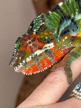 Load image into Gallery viewer, Ambilobe panther chameleon face
