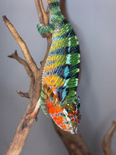 Load image into Gallery viewer, Aslan x Flash Jr. ambilobe panther chameleon hanging upside down from a branch
