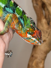 Load image into Gallery viewer, Macro pic of a beautifule red and green panther chameleon
