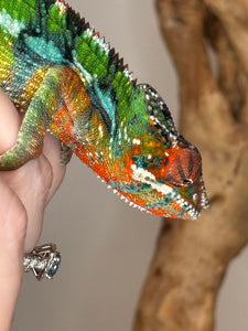 Macro pic of a beautifule red and green panther chameleon