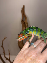 Load image into Gallery viewer, Aslan x Flash chameleon baby on a hand
