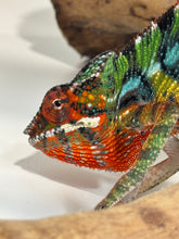 Load image into Gallery viewer, Closeup picture of an Aslan x Flash Jr chameleon at FramsChams
