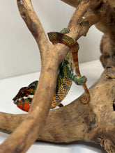 Load image into Gallery viewer, Colorful panther chameleon over a branch grabbing his own tail.
