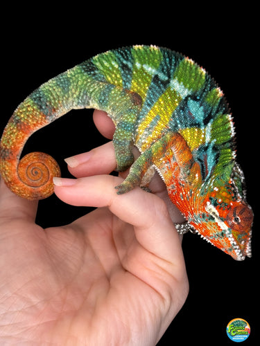 Aslan x Flash Jr. Panther Chameleon available at FramsChams