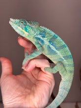 Load image into Gallery viewer, Side view of juvenile Ambanja Panther Chameleon, Avatar x Blue Magic bloodline
