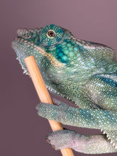 Load image into Gallery viewer, Close-up of Ambanja Panther Chameleon’s head showing turquoise and blue coloration
