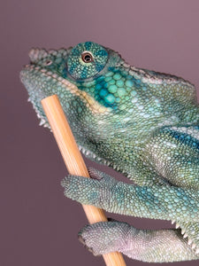 Close-up of Ambanja Panther Chameleon’s head showing turquoise and blue coloration