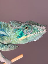 Load image into Gallery viewer, Healthy young Ambanja Panther Chameleon with calm, hand-tame temperament
