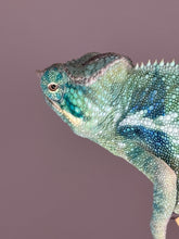 Load image into Gallery viewer, Exact Ambanja Panther Chameleon available – Avatar x Blue Magic bloodline
