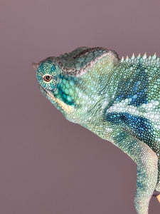 Exact Ambanja Panther Chameleon available – Avatar x Blue Magic bloodline