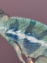 Load image into Gallery viewer, Juvenile male Ambanja Panther Chameleon displaying intense blue and turquoise colors
