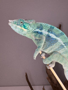 Bright and colorful Ambanja Panther Chameleon E17 with deep blues and green accents