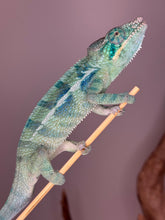 Load image into Gallery viewer, Young Ambanja Panther Chameleon with deep blue and turquoise pattern, Avatar x Blue Magic lineage
