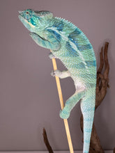 Load image into Gallery viewer, Juvenile male Ambanja Panther Chameleon, striking deep blue and turquoise, calm personality
