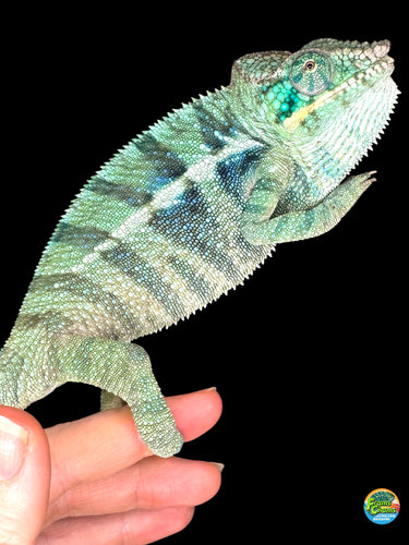 Young male Ambanja Panther Chameleon (Avatar x Blue Magic) showing deep blue and turquoise highlights