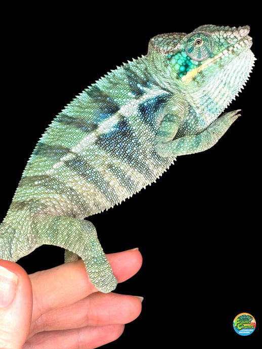 Young male Ambanja Panther Chameleon (Avatar x Blue Magic) showing deep blue and turquoise highlights