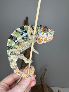 Ambilobe panther chameleon holding on to a stick