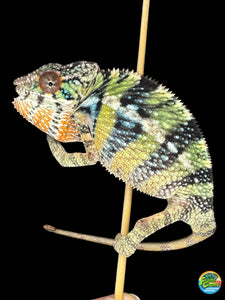 Cute mbilobe panther chameleon juvenile available at FramsChams