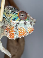 Load image into Gallery viewer, Closeup of ambilobe panther chameleon juvenile. Bright rainbow colors are popping!
