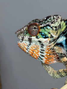 Profile shot of an Ambilobe panther chameleon. 