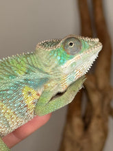Load image into Gallery viewer, Closeup on a magnificent panther chameleon juvenile available at FramsChams
