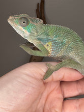 Load image into Gallery viewer, Hints of yellow popping on this ambilobe panther chameleon
