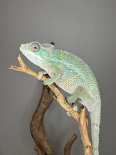 Load image into Gallery viewer, Beautiful ambilobe panther chameleon juvenile for sale at FramsChams

