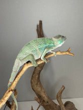 Load image into Gallery viewer, Ambilobe panther chameleon side view on a stick
