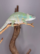 Load image into Gallery viewer, Pretty juvenile panther chameleon with colors just poopping through
