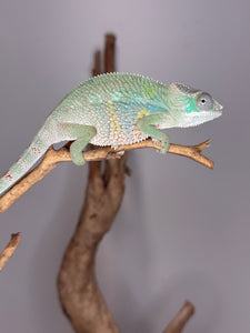 Pretty juvenile panther chameleon with colors just poopping through